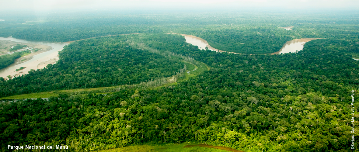 manu-bosque